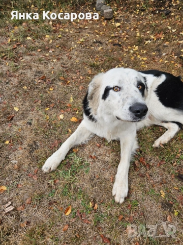 Младо куче търси своя дом!, снимка 6 - Други - 52008103