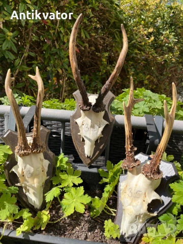 3 бр. трофеи от сръндак 