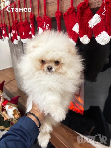 Померан момче бяло, снимка 3 - Померан - 52575069