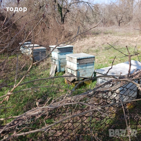 Стари пчелни кошери,12 рамкови, к-т с магазини и рамки., снимка 4 - Други - 53656038