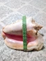 Гигантска Кралска Раковина (Pink Queen Conch) от Куба-25 см – Уникат!, снимка 2