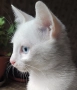 коте, бяло, сини очи, 5 мес., снимка 1