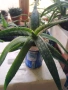 ЛЕЧЕБНО АЛОЕ ВЕРА и Дървовидно алое, снимка 8