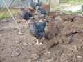  пилета на 50 дни, снимка 1 - Кокошки и пуйки - 45898703