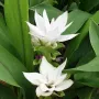 Curcuma White Wonder(Куркума Бяло чудо), снимка 1