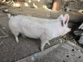 Домашно прасе за клане, снимка 1