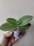 Традесканция, tradescantia sillamontana variegata, снимка 1 - Стайни растения - 45994268