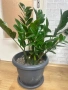 замиокулкас растения Цветя, снимка 4