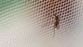Мрежа против комари 70гр/м² UV стабилизирана - 1х30м, снимка 1 - Огради и мрежи - 45354217