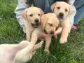 Чистокръвни лабрадори , снимка 10