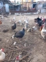 ПРОДАВАМ ОПЛОДЕНИ КОКОШИ ЯЙЦА , ЗА РАЗПЛОД, снимка 16