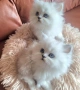 Британски дългокосмести котенца, снимка 3