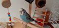 Социален мъжки вълнист папагал, изложбен., снимка 5