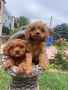 КАВАПУ Cavapoo, снимка 3