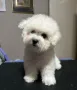 Бишон фризе, снимка 1