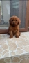 Мини той пудел, снимка 3