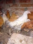 Кокошки ярки, уоман барун, бял легхорн и спербек пилета от селски кокошки, снимка 18