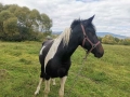 Продавам коне, снимка 3