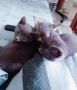 две сиви котенца момичета търсят семейство , снимка 1