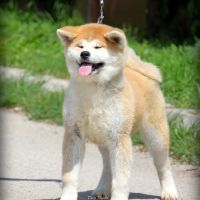 Akita inu puppies!, снимка 1 - Акита - 44885068