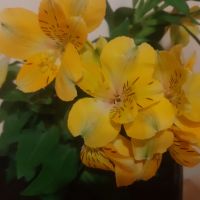 Жълта Алстромерия - градинска, снимка 3 - Градински цветя и растения - 45299389