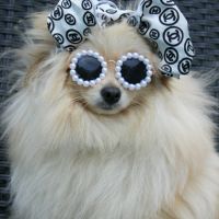 Очила за кучче и коте, снимка 1 - За кучета - 45894624