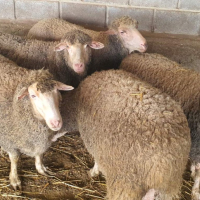 Продавам овце, снимка 3 - За селскостопански - 44937151