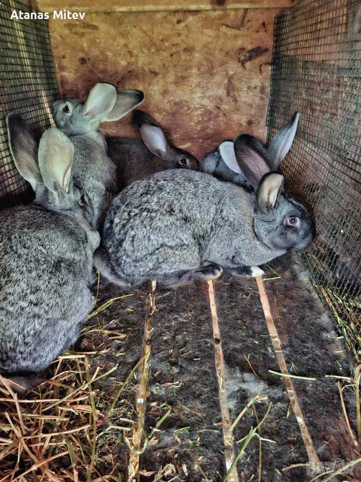 зайци за разплод и месо, снимка 1