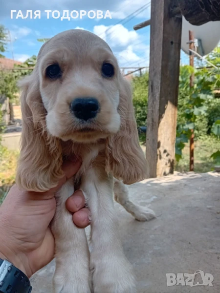 Английски кокер шпаньол, снимка 1