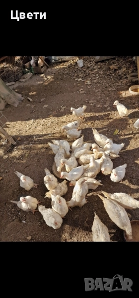 Пилета Бял Легхорн, снимка 1