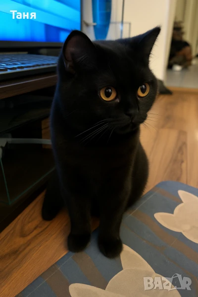 Черна британка търси партньор , снимка 1