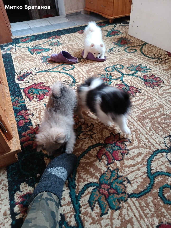 Продавам померани, снимка 1