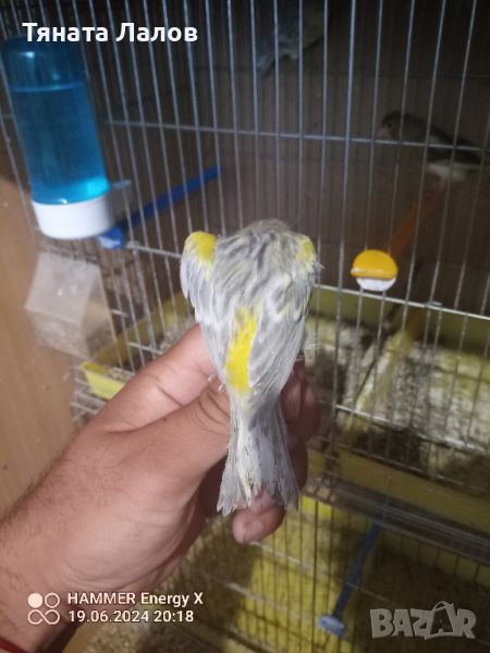 канарчета, снимка 1