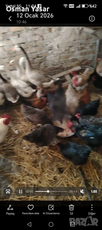  Кокошки, снимка 1