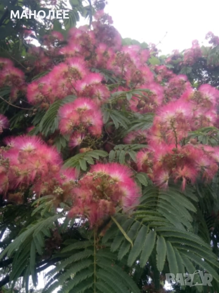 Албиция, снимка 1