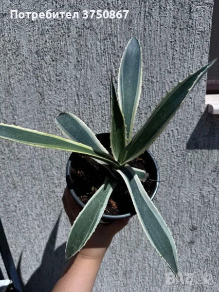 🌿 💞🌼 Столетник (Agave americana ‘Variegata’), снимка 1