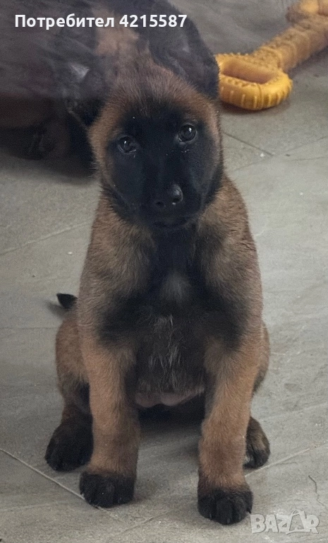 Белгийска овчарка бебе, снимка 1