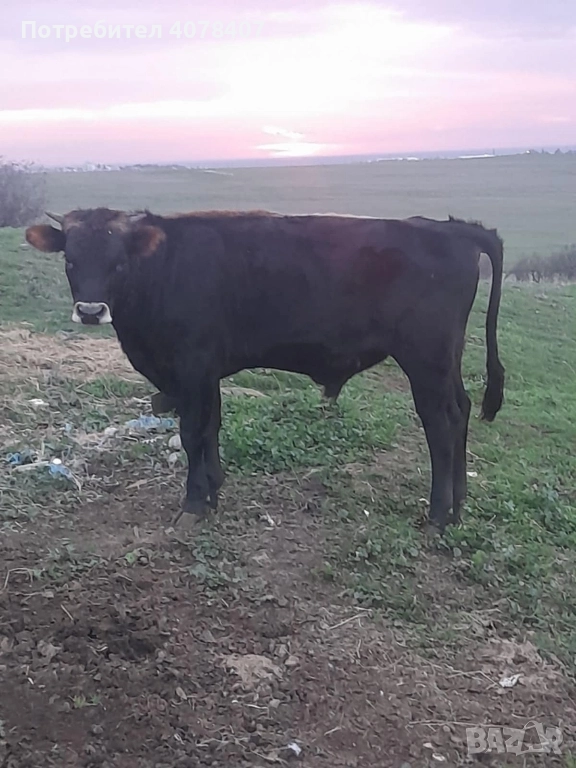 Продавам телета , снимка 1