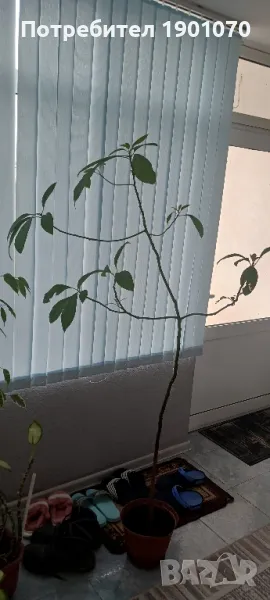 Авокадо , снимка 1