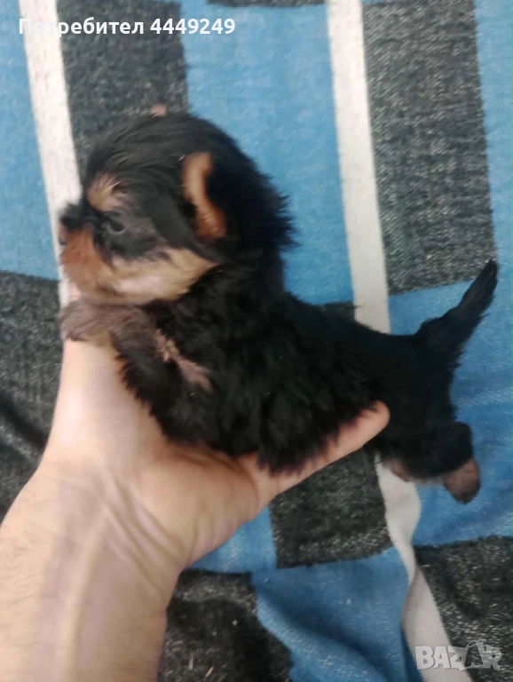 Мини йорки, снимка 1