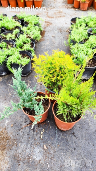 Промо пакет от 3бр студоустойчиви иглолистни и вечнозелени растения!, снимка 1