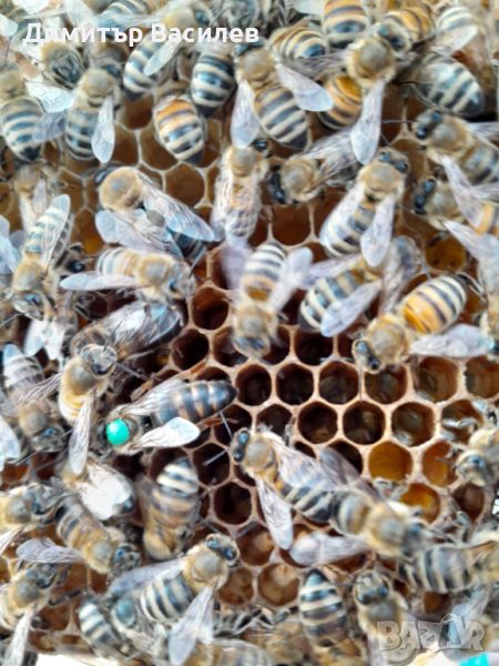 Продавам качествени пчелни майки - 25 лв., снимка 1