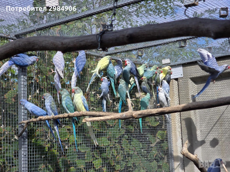 малък александър , ПРОМОЦИЯ, снимка 1