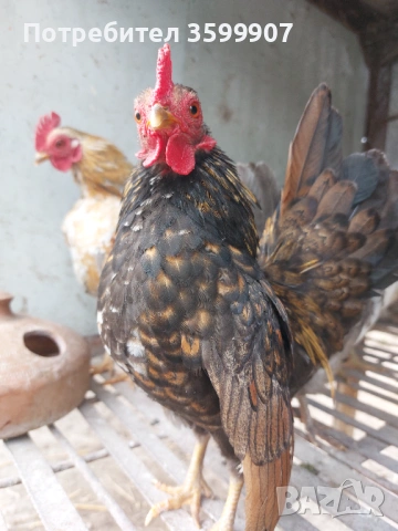 Миниатюрни петлета Серама, снимка 2 - Кокошки и пуйки - 53983826
