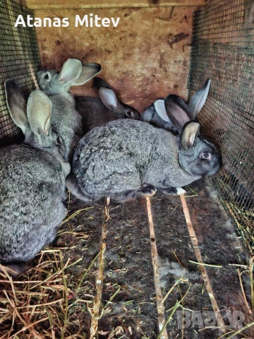 зайци за разплод и месо