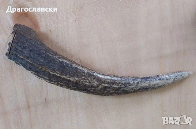 Рога, рогове: Кух рог  - 20, 15, 19 см, плътен, дръжка, снимка 4 - Други - 46576361