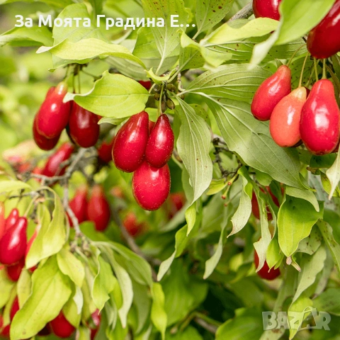 Дрян-Панчаревски Дрян , снимка 5 - Градински цветя и растения - 53634895