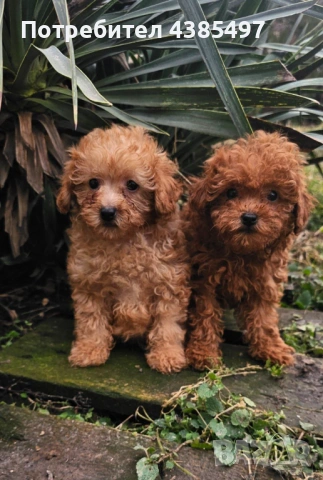 Кученца Пудел мъжко и женско 