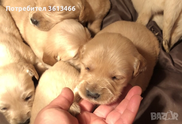 Чистокръвни голдън ретривър женски и мъжки, снимка 7 - Голдън ретривър - 50903635