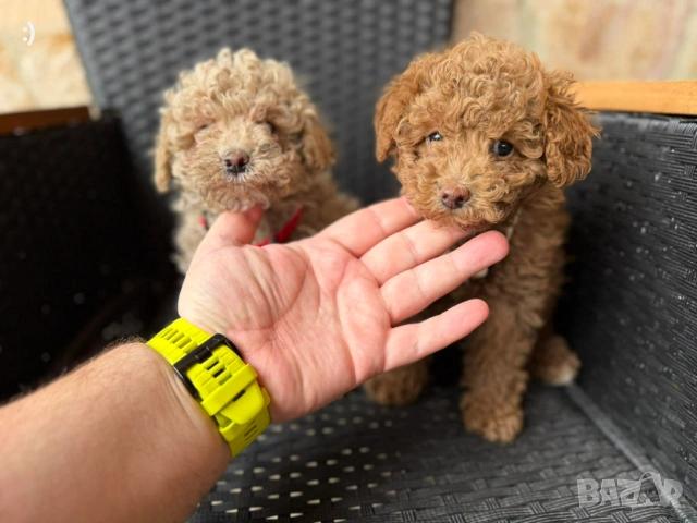 Мини Пудели Актуално от 27.2.2026, снимка 7 - Пудели - 53380316